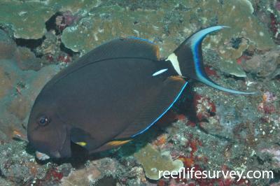 Acanthurus leucocheilus