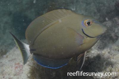 Acanthurus bahianus