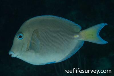 Acanthurus coeruleus