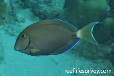 Acanthurus tractus