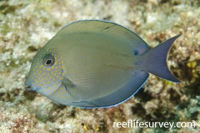 Acanthurus nigrofuscus