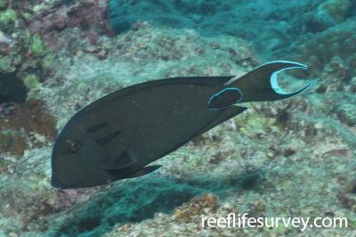 Acanthurus tennentii