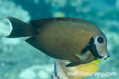 Acanthurus tristis