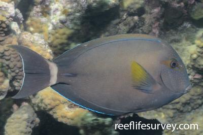 Acanthurus grammoptilus