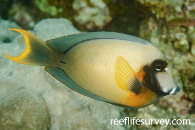 Acanthurus pyroferus