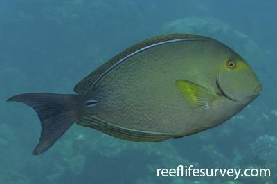 Acanthurus xanthopterus