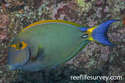 Acanthurus dussumieri