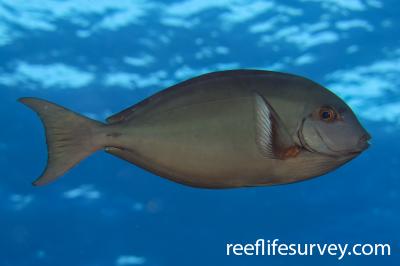 Acanthurus albipectoralis