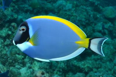 Acanthurus leucosternon