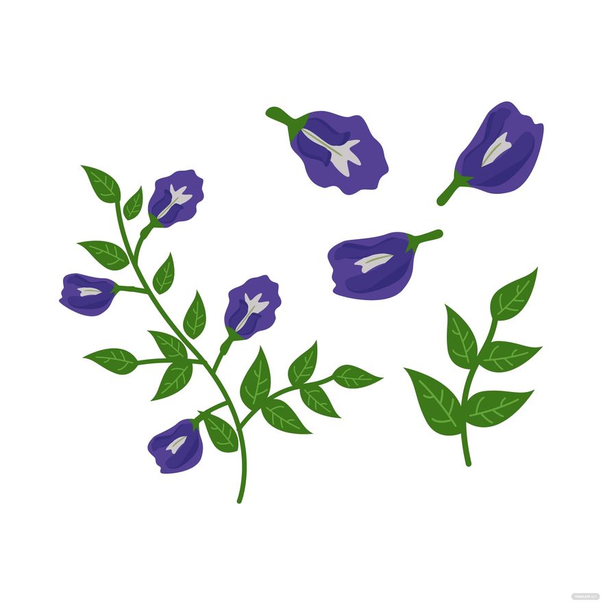 Butterfly Pea Vector