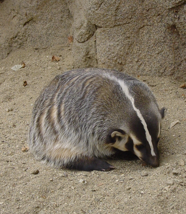 badger.jpg - Badger at the Living Desert