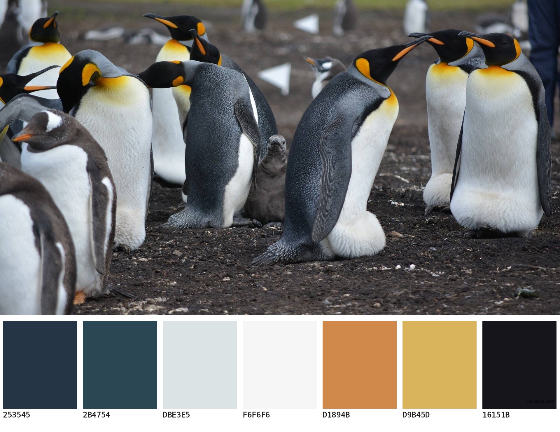 Colors of penguins - Penguin color palette