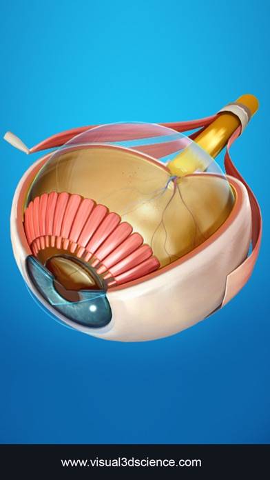 My Eye Anatomy