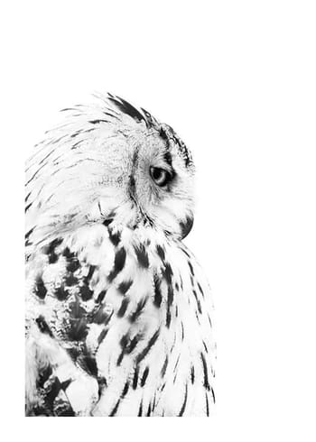 Juliste Snow Owl
