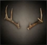 Deer Antlers