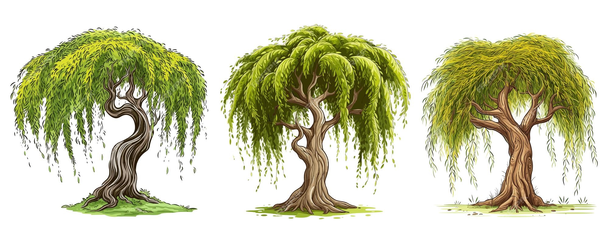 clipart weeping willow tree