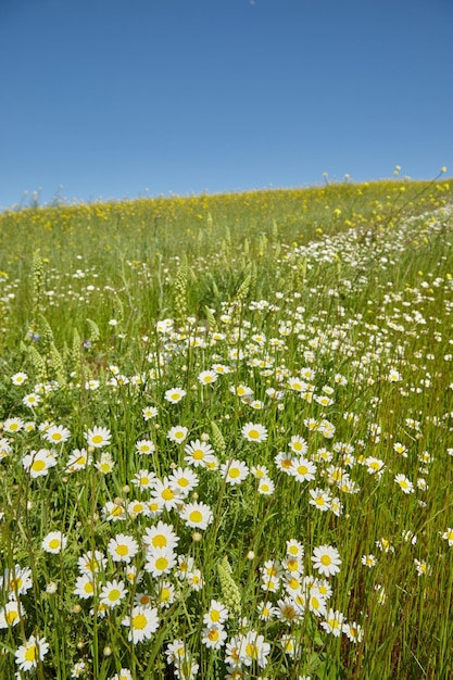 Premium Photo | A field of daisies in the spring.