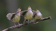 Svētki balsīm turpinās! Kā nepazaudēt balsi un ko darīt, ja tā tomēr noticis?