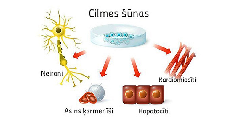 Kas ir cilmes šūnas?