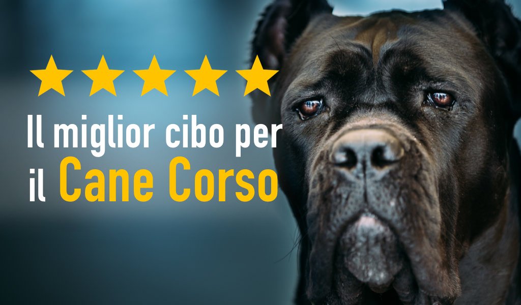 Il miglior cibo per il cane corso: i cibi consigliati per cuccioli, adulti e anziani