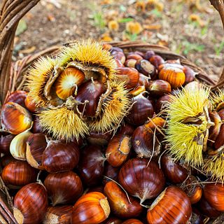Frutos de otoño, soporte vital para la fauna de los bosques
