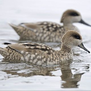 Proyecto Life: evitar la extinción de la cerceta pardilla