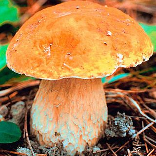 El turismo micológico y su gastronomía destacan en Soria