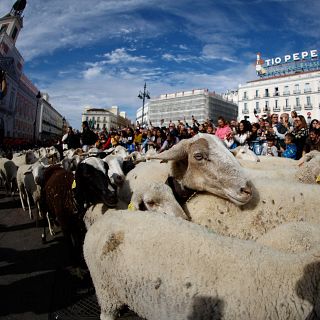 Por los caminos de la trashumancia