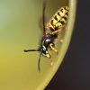 Wasp inside a plastic cup.