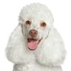 Poodle Breed Information and Photos