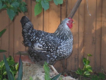 Dominecker Hen