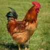 Rhode Island Red Chicken