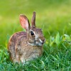 rabbit in field