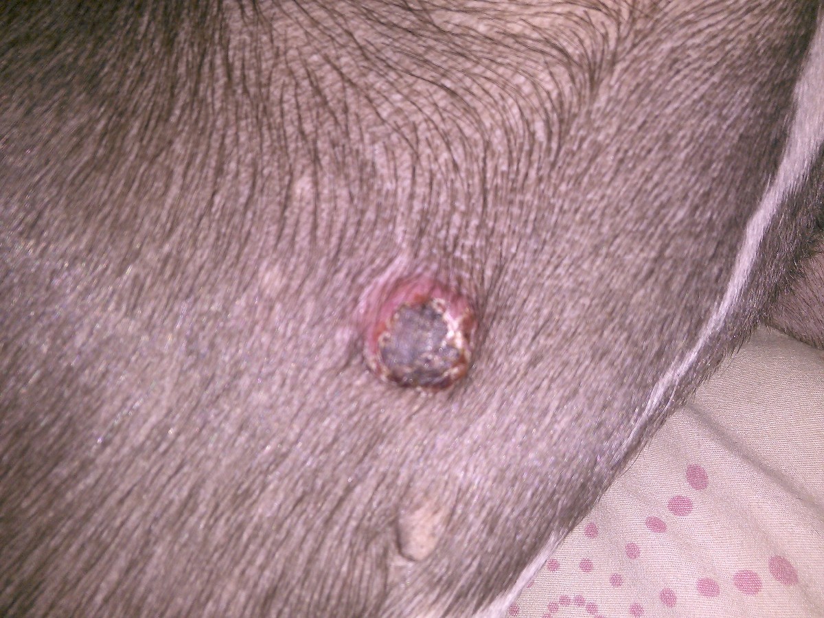 Skin Bumps On Dogs Back - vrogue.co