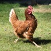 A proud hen strutting outside.