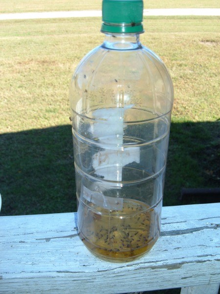 The completed gnat trap.