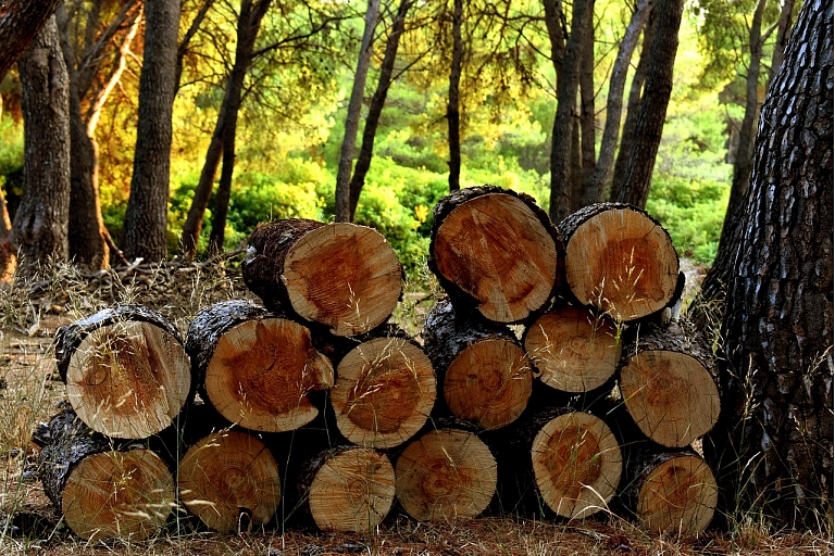 Mežizstrādes pakalpojumi