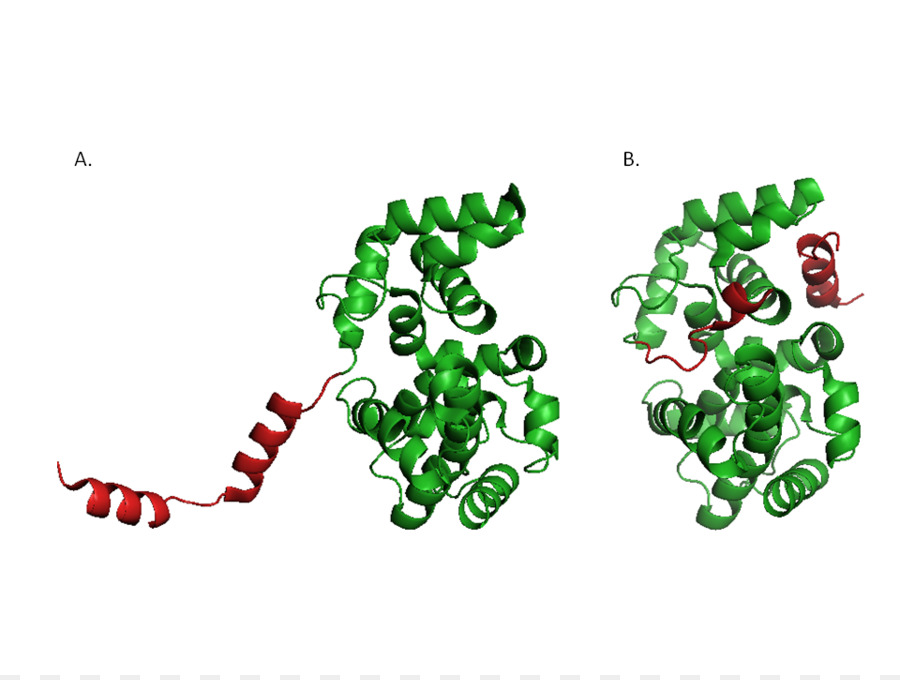 الدولية المعدلة وراثيا آلة，E Coli PNG