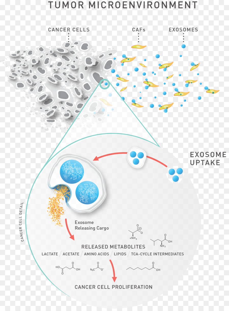 البروتينات والايض，Lipidomics PNG