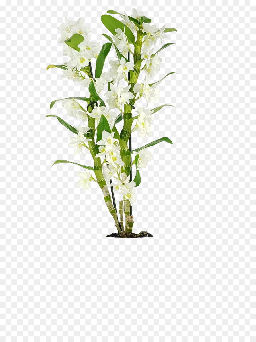 تصميم الأزهار，Dendrobium PNG