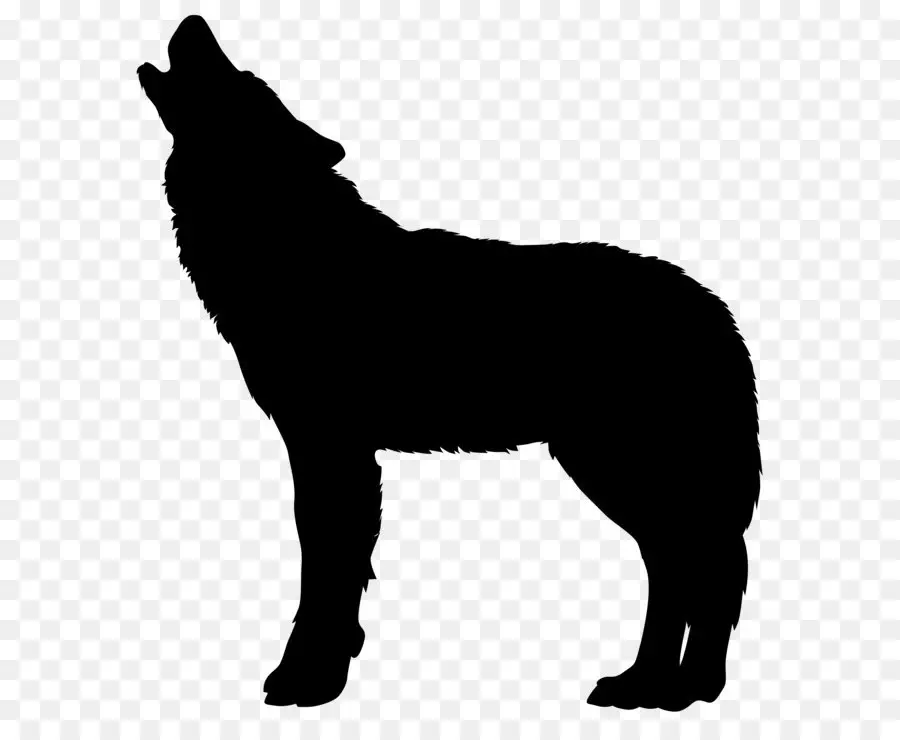 Loup，Hurlement PNG