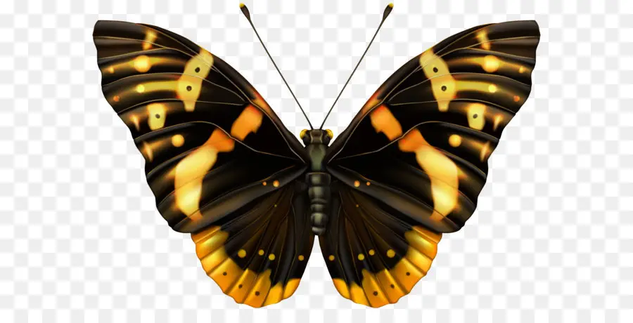 Papillon，Ailes PNG