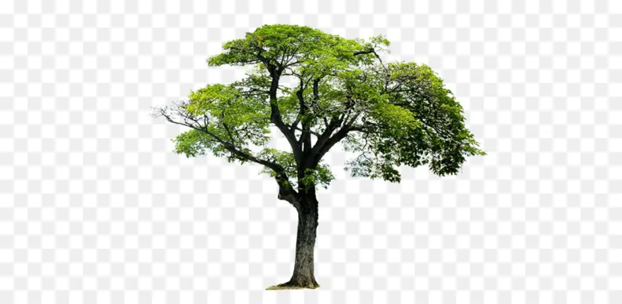 Grand Arbre，Nature PNG