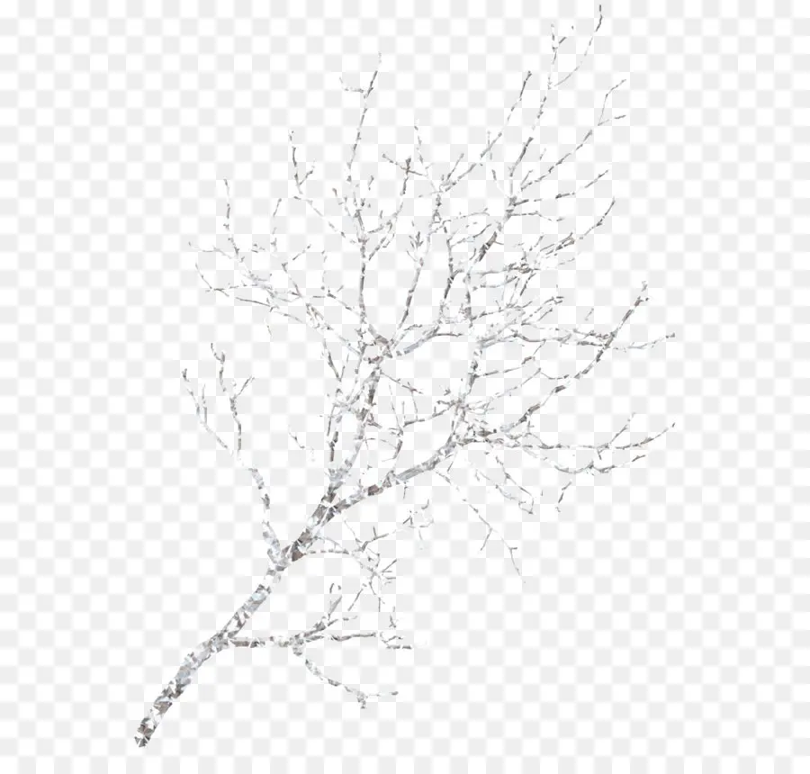 Branche Nue，Arbre PNG