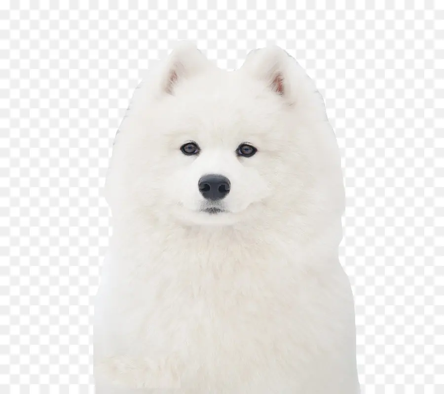 Chien Moelleux Blanc，Animal De Compagnie PNG