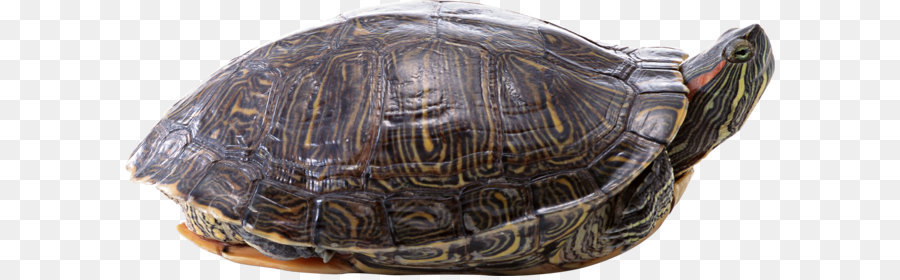 Tortue，Reptile PNG