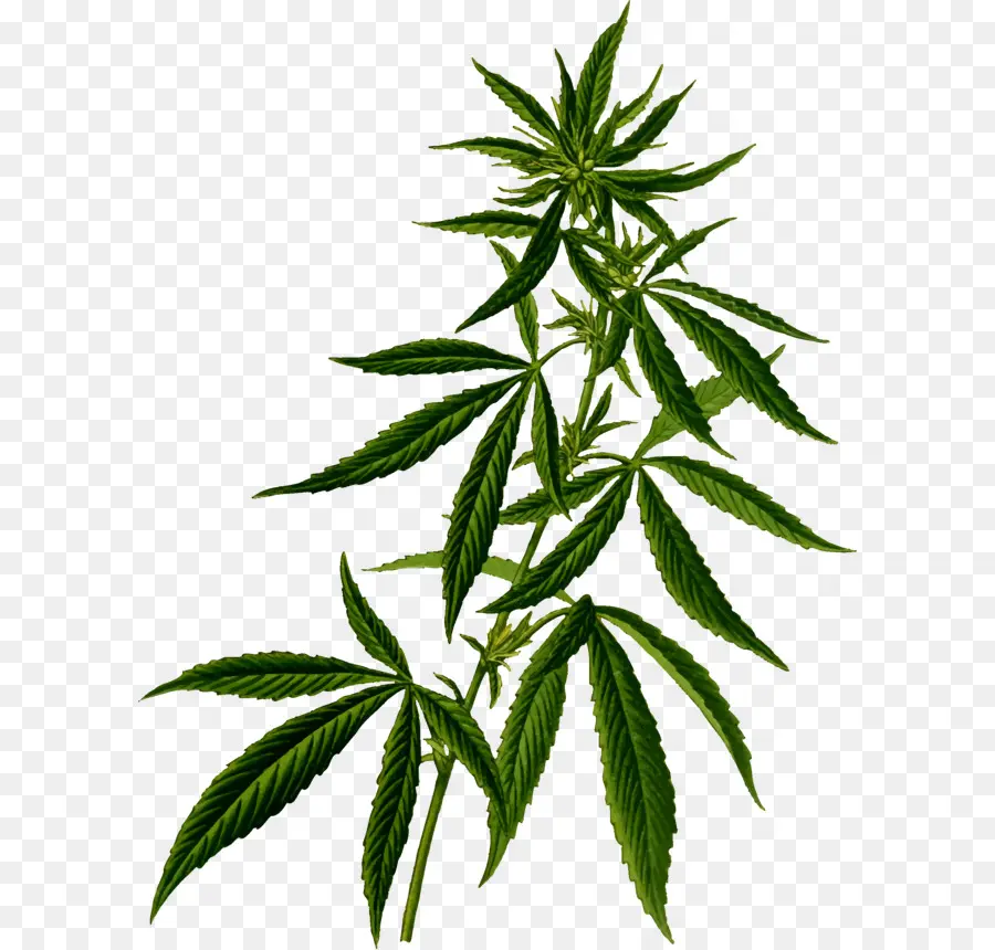 Plante De Cannabis，Feuilles PNG