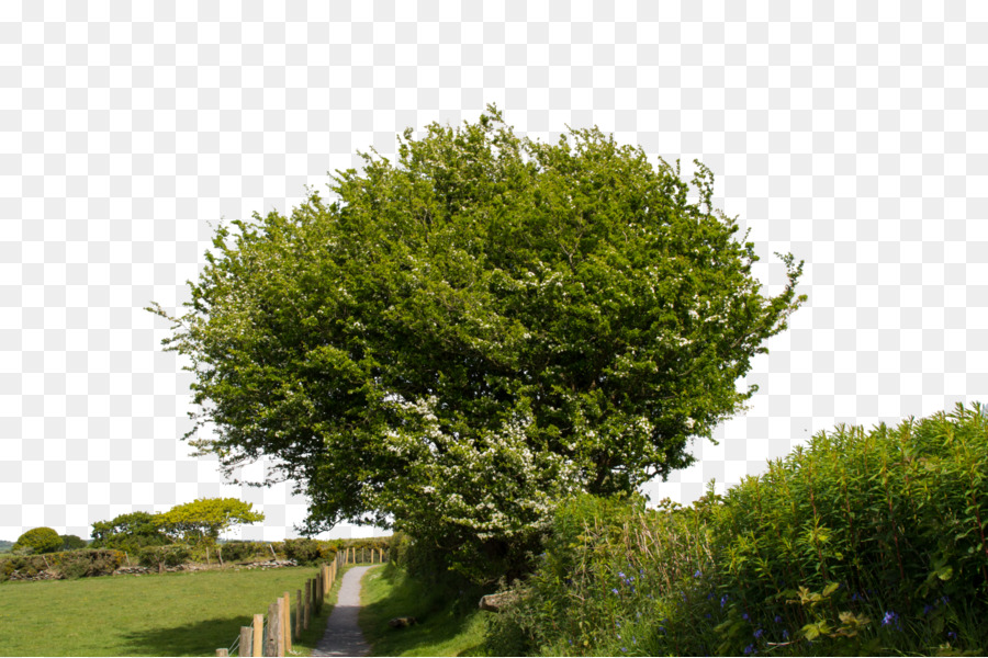 Arbre Vert，Nature PNG