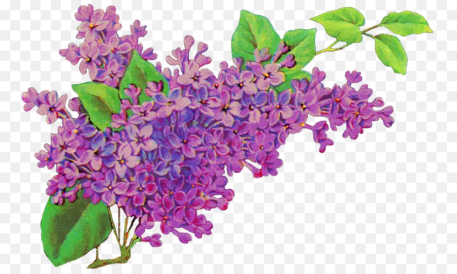 Fleurs Violettes，Feuilles PNG