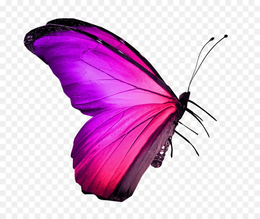 Papillon Violet，Ailes PNG